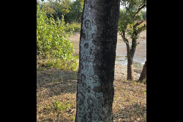 老師們驚喜地看到地衣在濕潤的岩石上生長，顯示出自然的生命力。