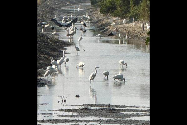 老師們在米埔濕地考察水鳥的生態，觀察到多種水鳥在這片豐富的生態環境中繁衍生息