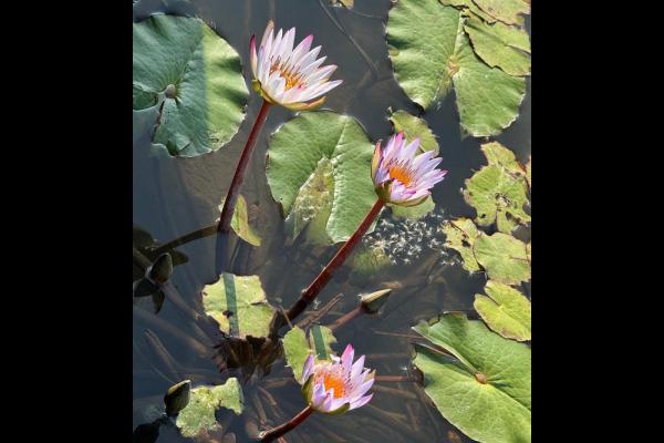 在一片靜謐的水面上，老師們欣賞到了盛開的蓮花，白色和粉紅色的花瓣如同夢幻般的景象。